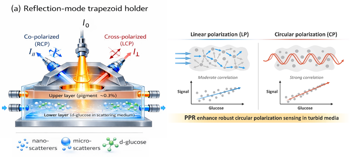 Polarization-Preservation Analysis for Robust Reflection-Mode Optical Glucose Sensing in Turbid Media